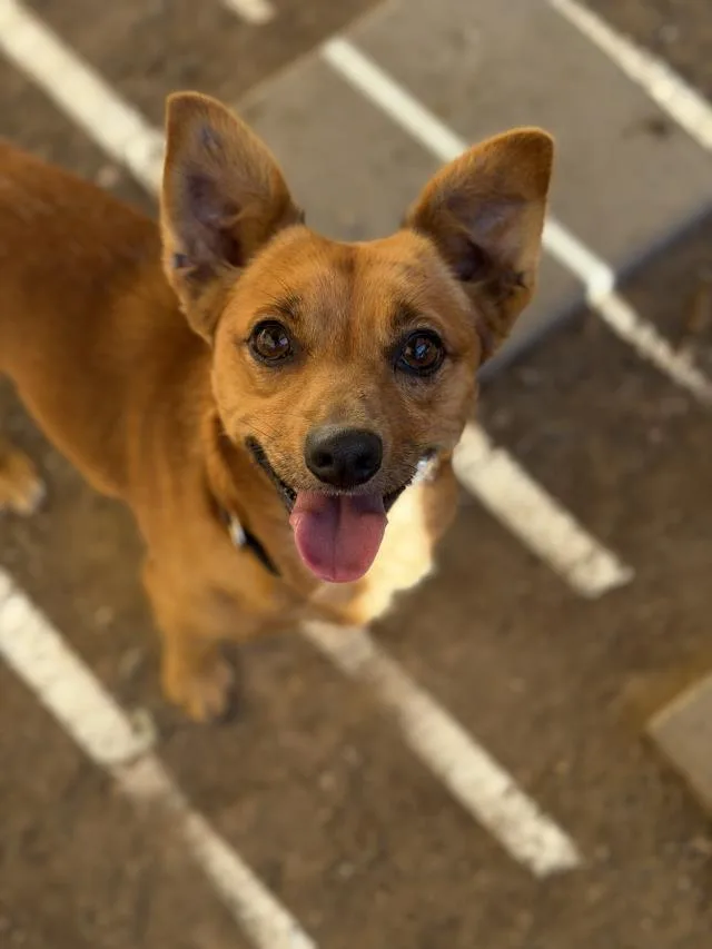 A young small-sized male Chihuahua dog named Warren for adoption in Santa Maria, CA