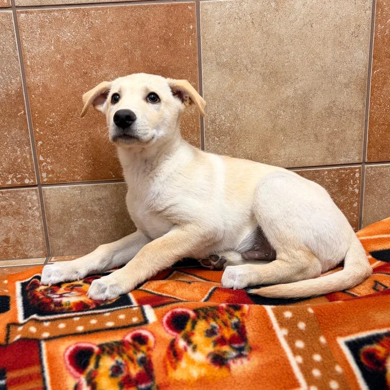 A baby small-sized male Yellow / Tan / Blond / Fawn Mixed Breed dog named Miles for adoption in Spokane, WA