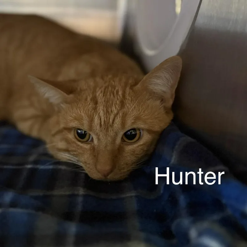 An adult medium-sized male Orange / Red Domestic Short Hair cat named Hunter for adoption in Knoxville, TN