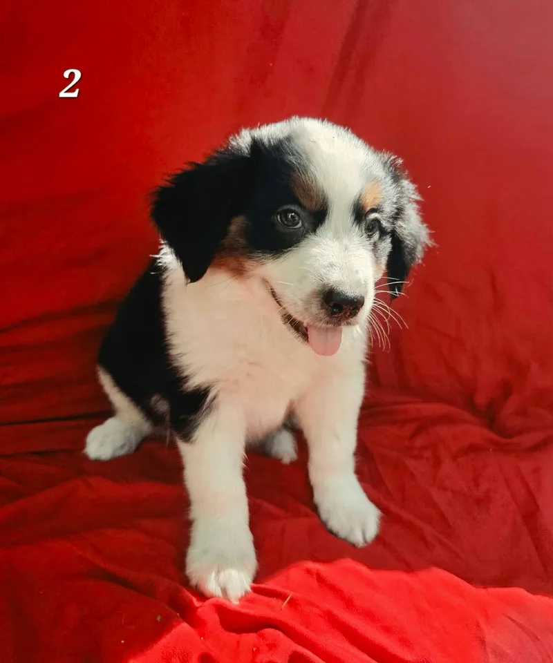 A baby large-sized female Siberian Husky dog named Canvas for adoption in New Baltimore, MI