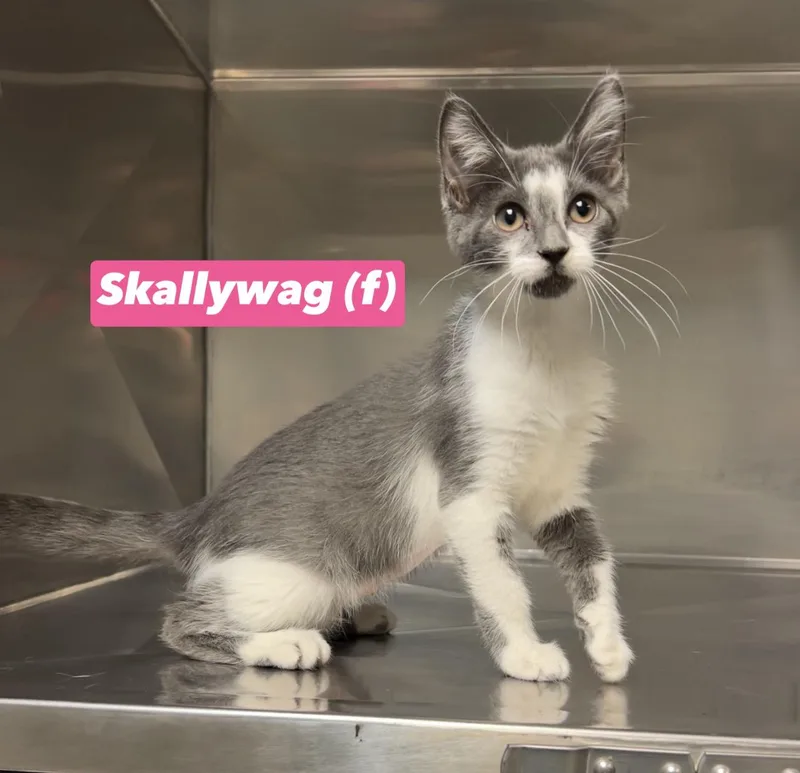 Skallywag