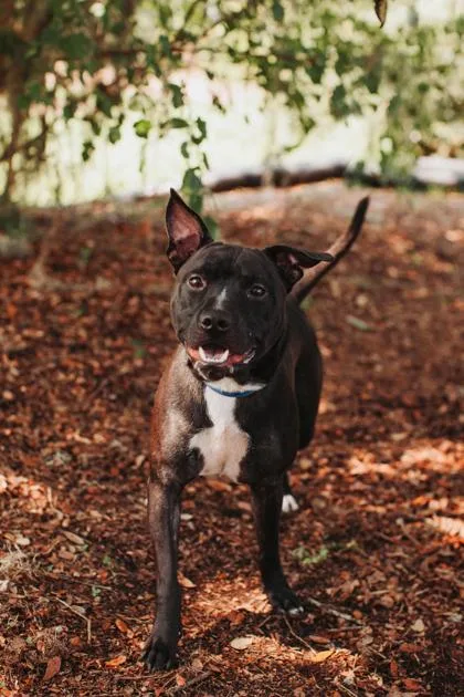 An adult large-sized male American Staffordshire Terrier dog named A Ziggy for adoption in North Charleston, SC