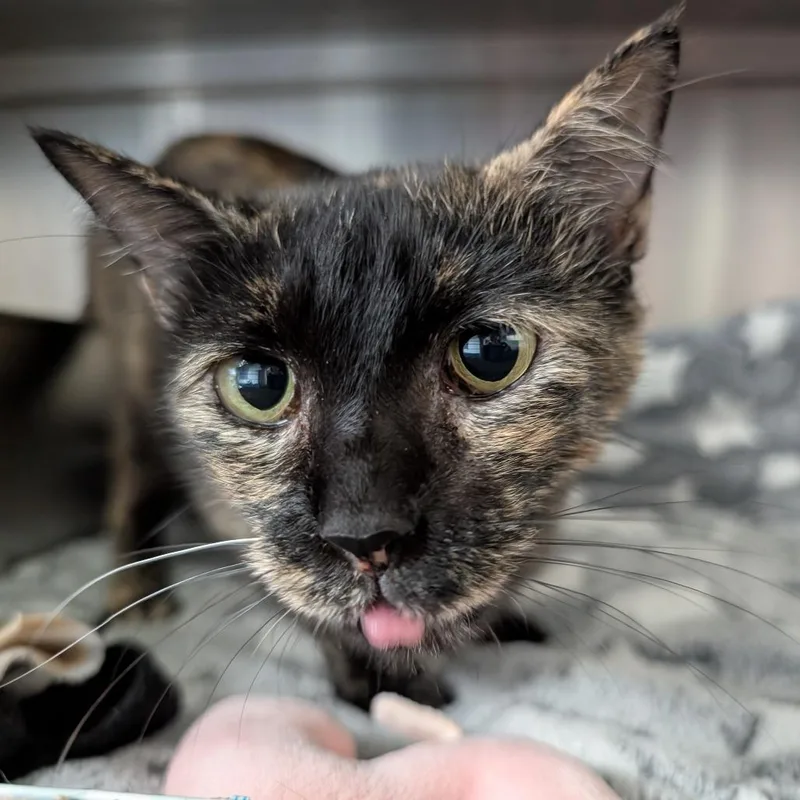 Purrsephone thumbnail 3