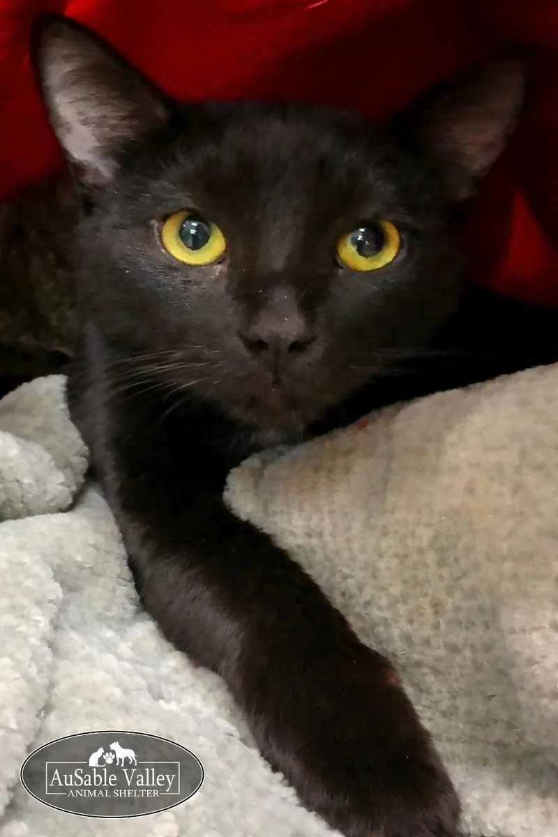 An adult medium-sized male Black Domestic Short Hair cat named Rhett Butler for adoption in Grayling, MI