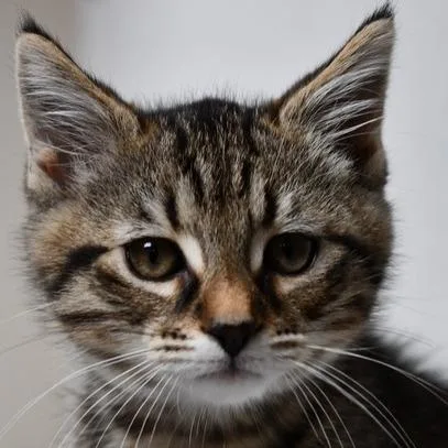 A baby small-sized male Gray / Blue / Silver American Shorthair cat named Jack for adoption in Johnson City, TN