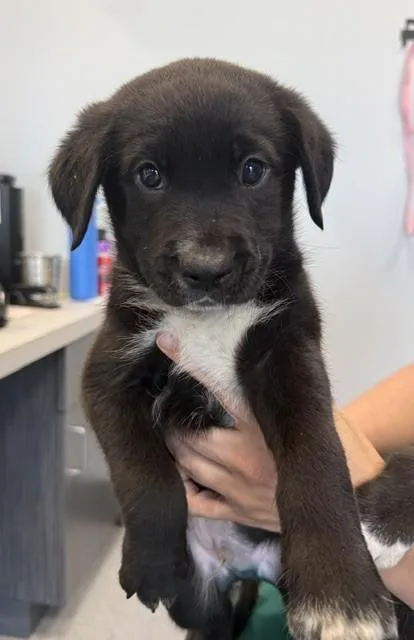 A baby medium-sized male Pit Bull Terrier dog named Woodstock for adoption in Livingston, LA