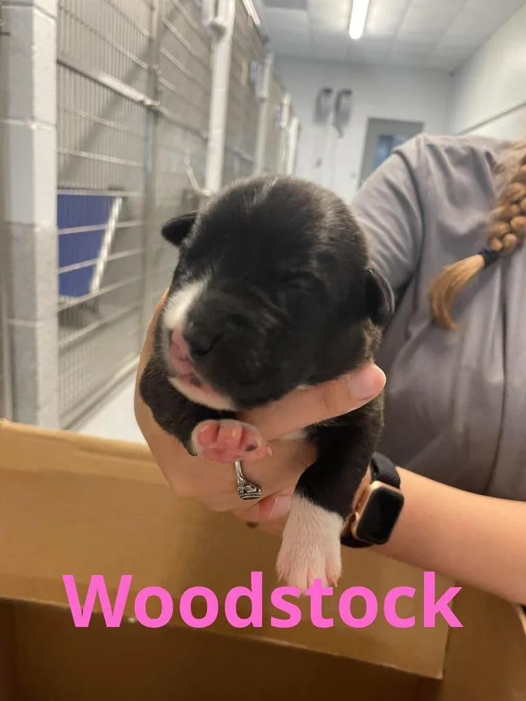 Woodstock thumbnail 2