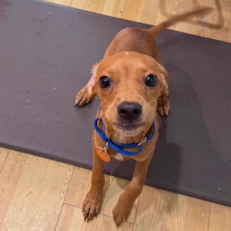 A baby small-sized male Brown / Chocolate Chihuahua dog named Toby for adoption in Seminole, FL