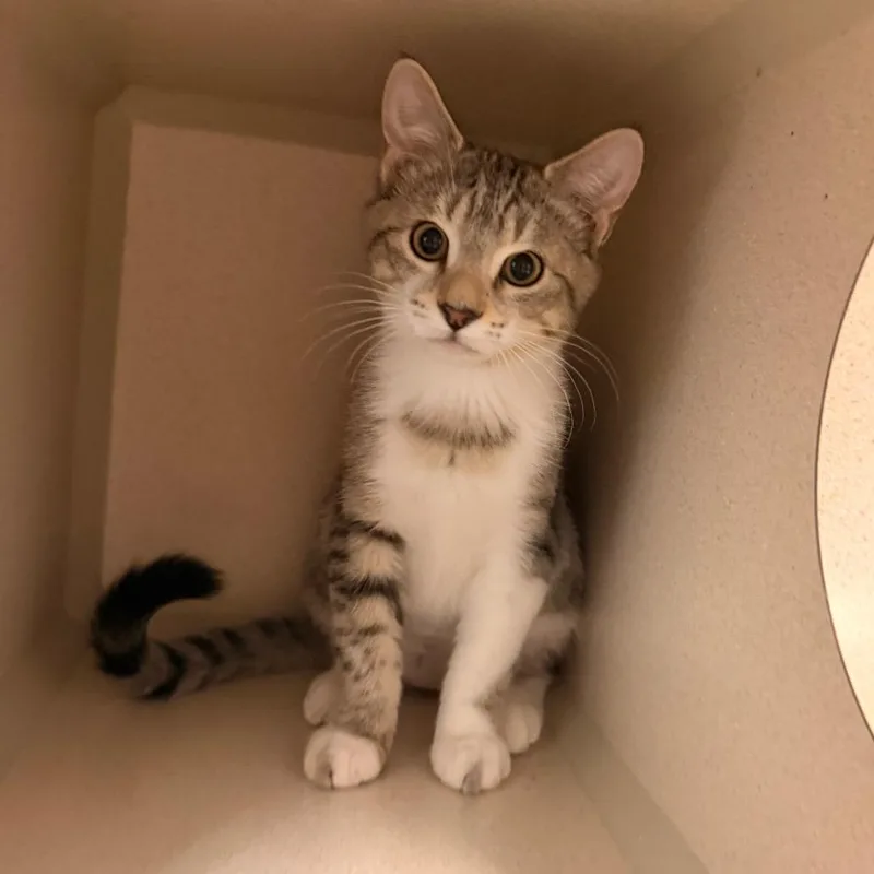 A baby small-sized female Gray / Blue / Silver Domestic Short Hair cat named Athena for adoption in Pagosa Springs, CO