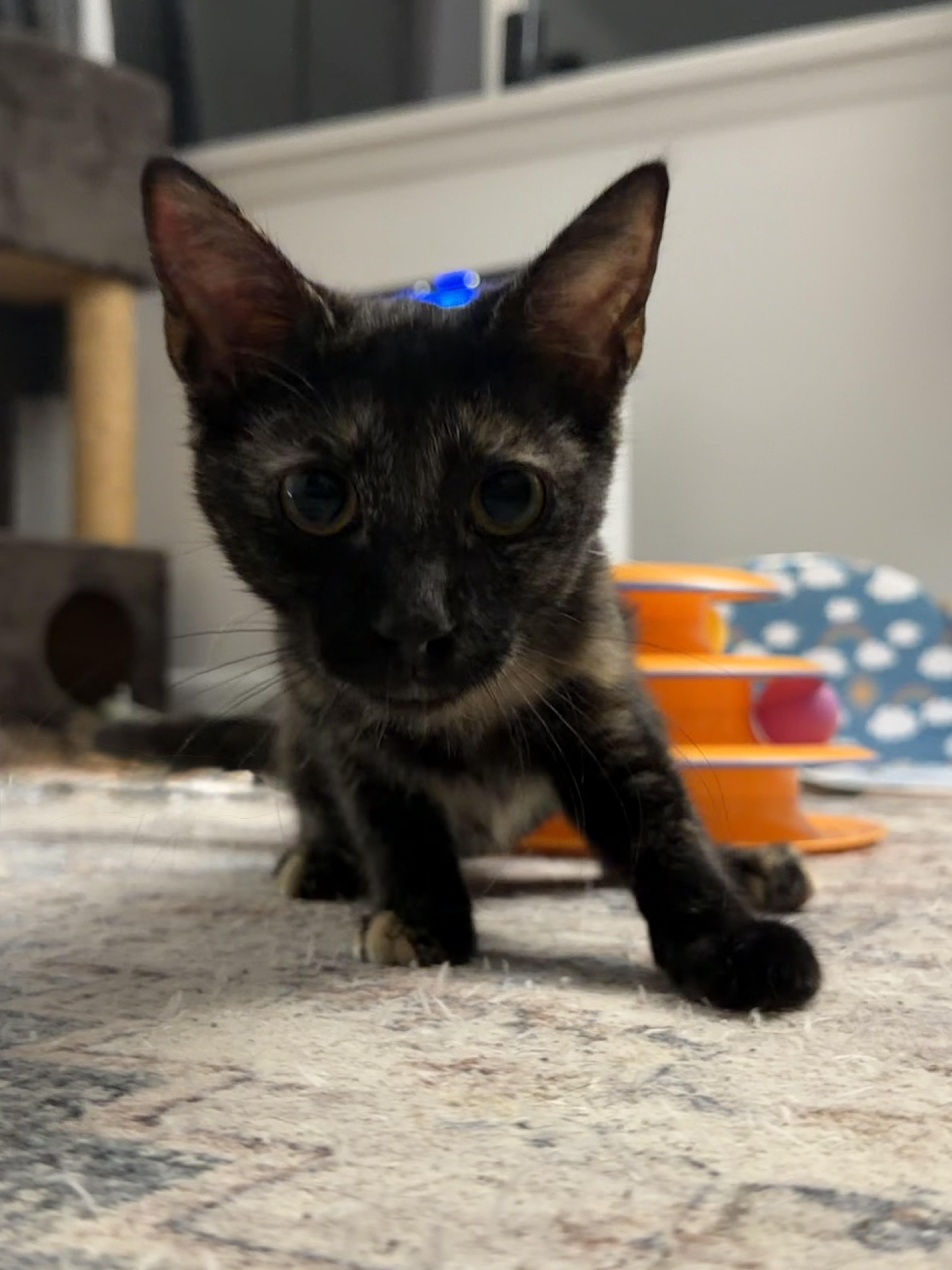 A baby small-sized female Domestic Short Hair cat named Fergie for adoption in Hershey, PA