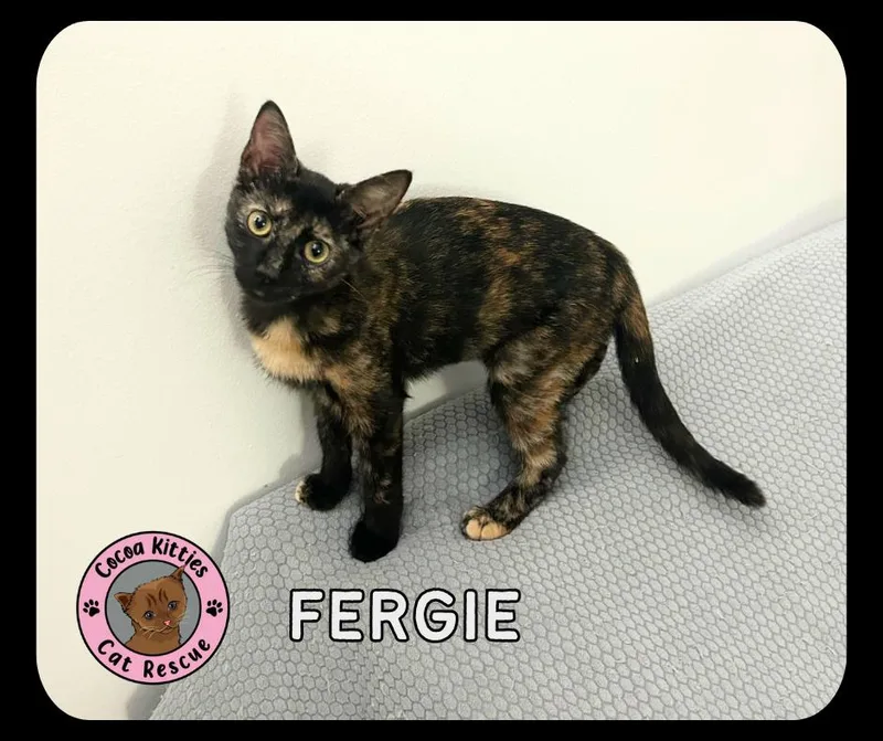 Fergie thumbnail 4