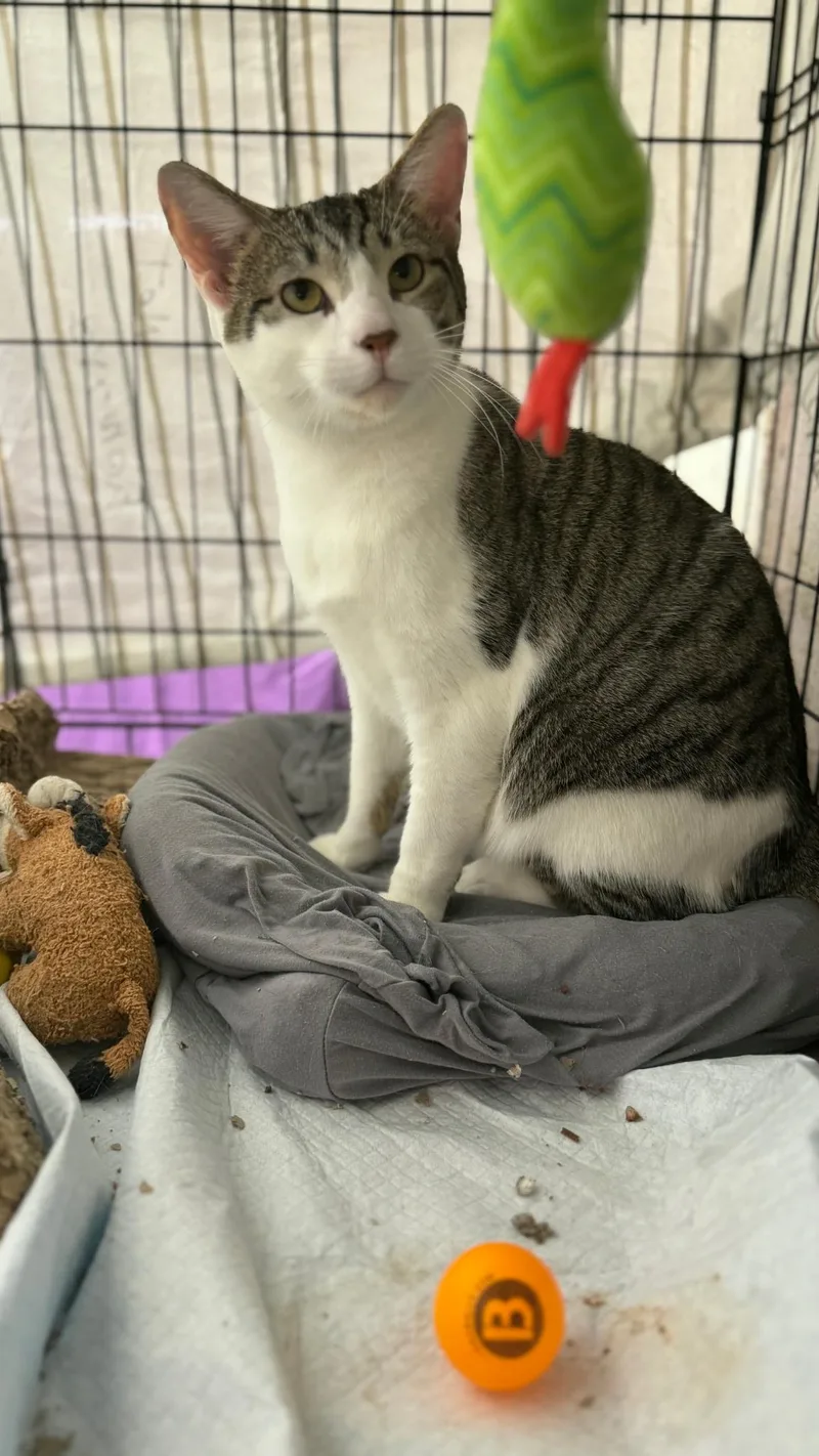 Pixel N.  The thumbnail 2