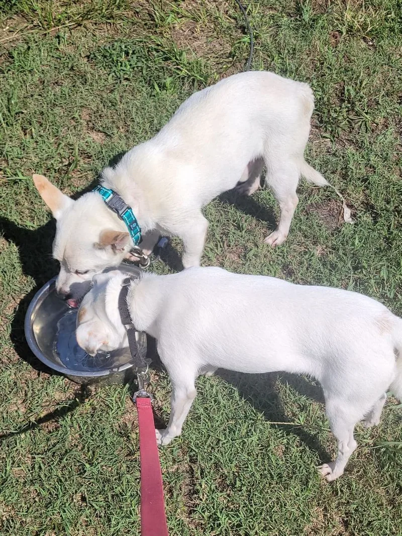 Bocephus thumbnail 2