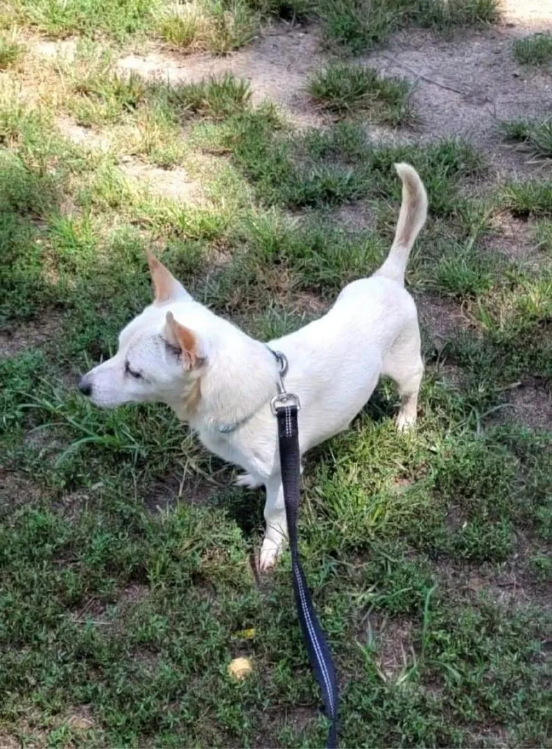 Bocephus thumbnail 3