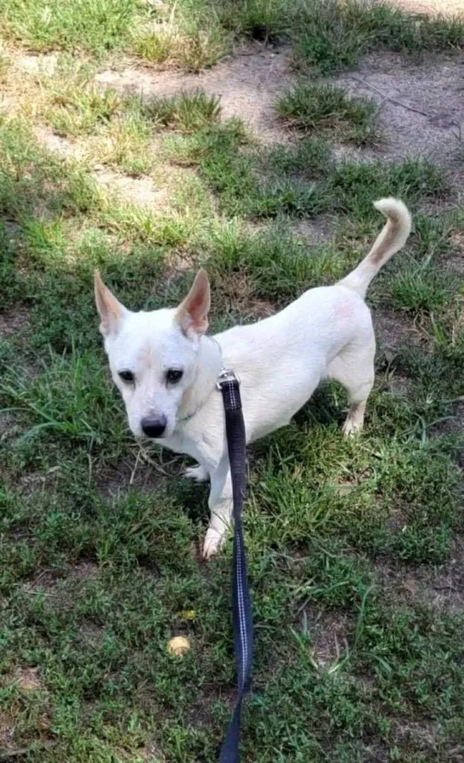 Bocephus thumbnail 4