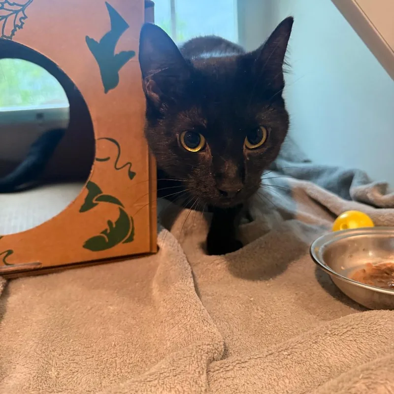 An adult medium-sized female Black Domestic Short Hair cat named Kit for adoption in Saint Charles, MO