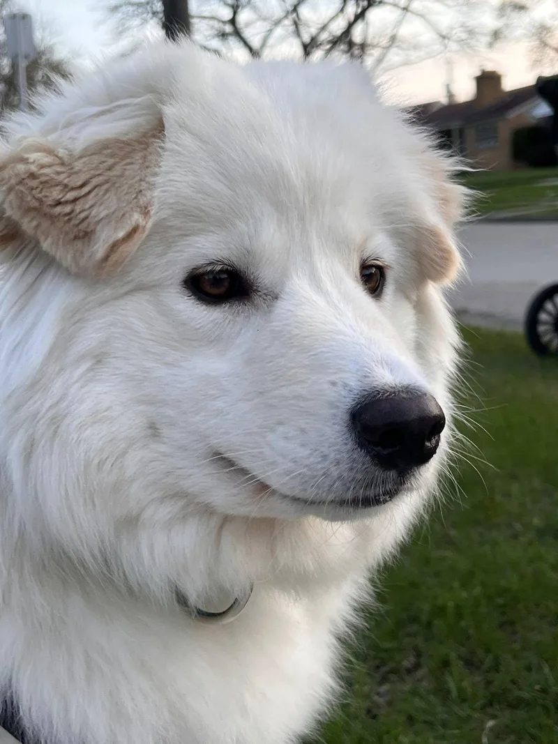 Lumi