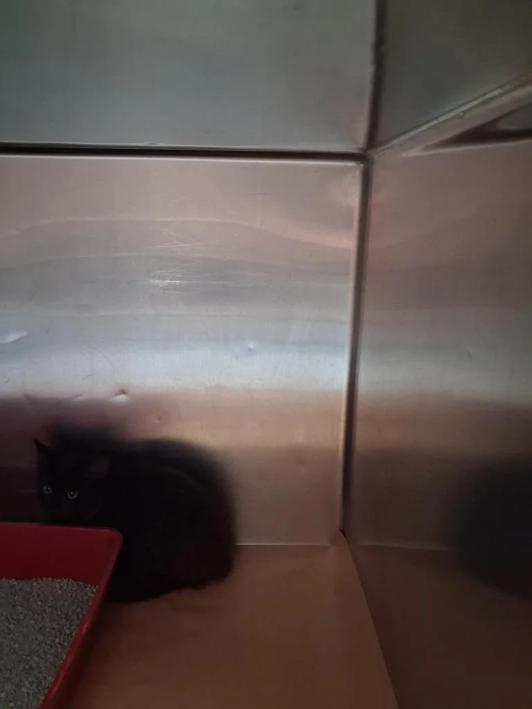 A baby small-sized female Domestic Short Hair cat named Tessa for adoption in Cartersville , GA