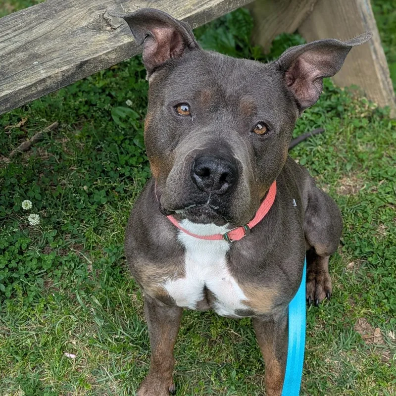 An adult medium-sized female Gray / Blue / Silver Pit Bull Terrier dog named Maci Montana for adoption in Baltimore, MD