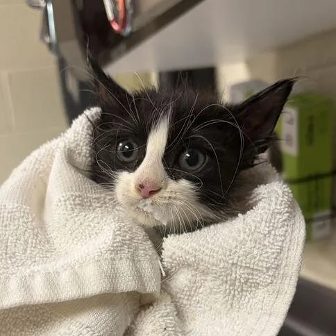 A baby small-sized female Domestic Medium Hair cat named Shego for adoption in Asheville, NC