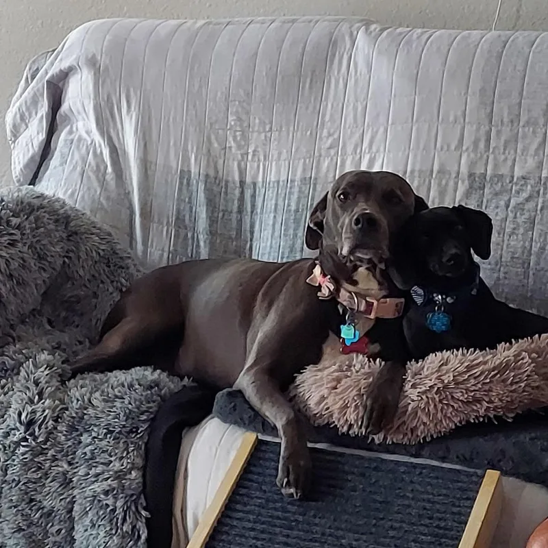 A senior large-sized female Pit Bull Terrier dog named Trinity for adoption in Dallas, TX