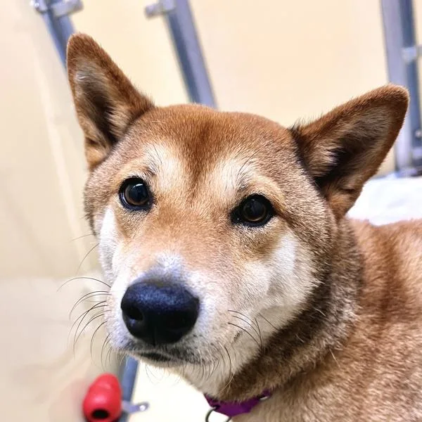 An adult medium-sized female Shiba Inu dog named Lexi for adoption in Sioux City, IA