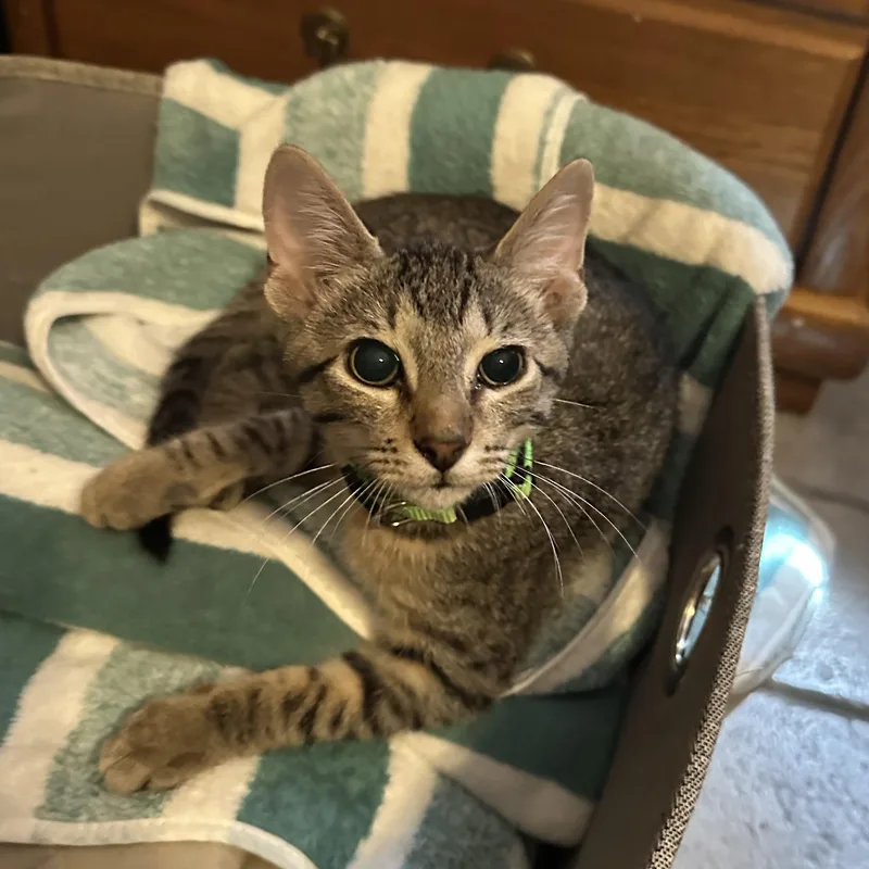 A baby medium-sized male Tabby (Gray / Blue / Silver) Domestic Short Hair cat named Calypso for adoption in Tuttle, OK