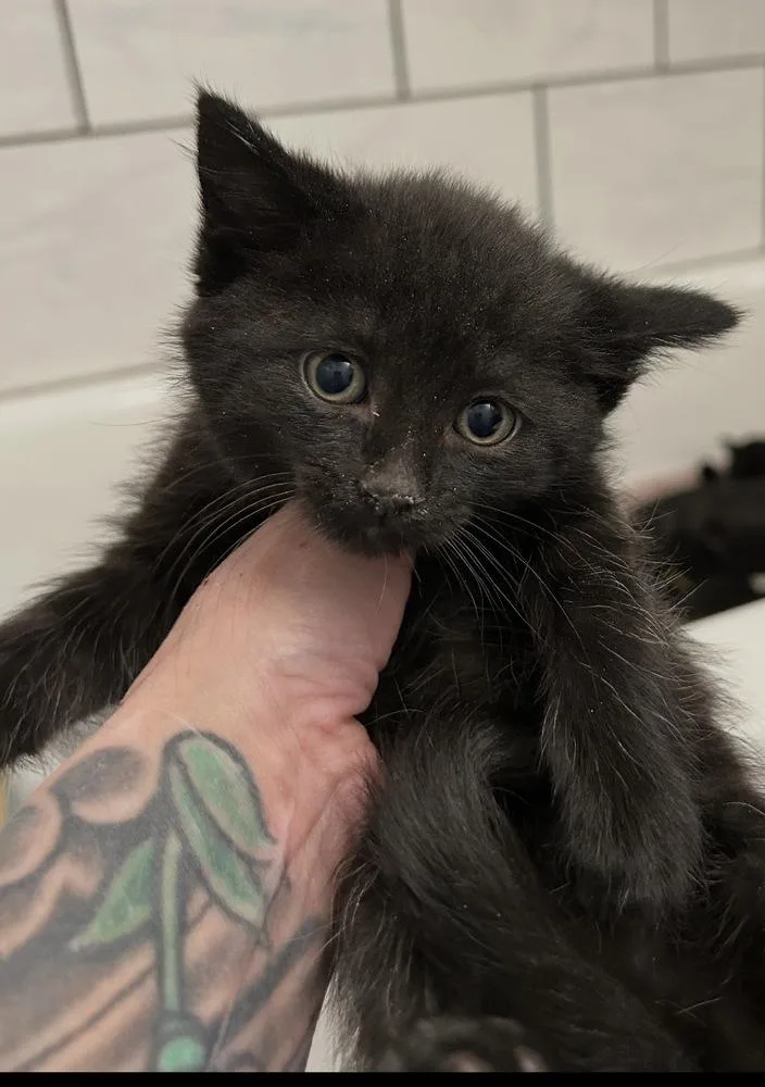 A baby small-sized female Black Domestic Short Hair cat named Wonder for adoption in Poplar Grove, IL