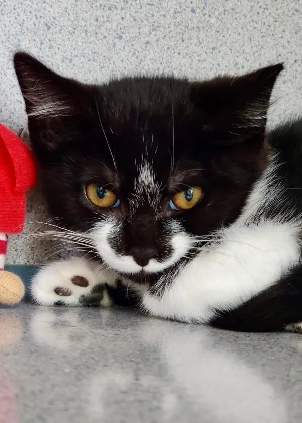 A baby small-sized female Domestic Short Hair cat named Gardenia for adoption in Skillman, NJ