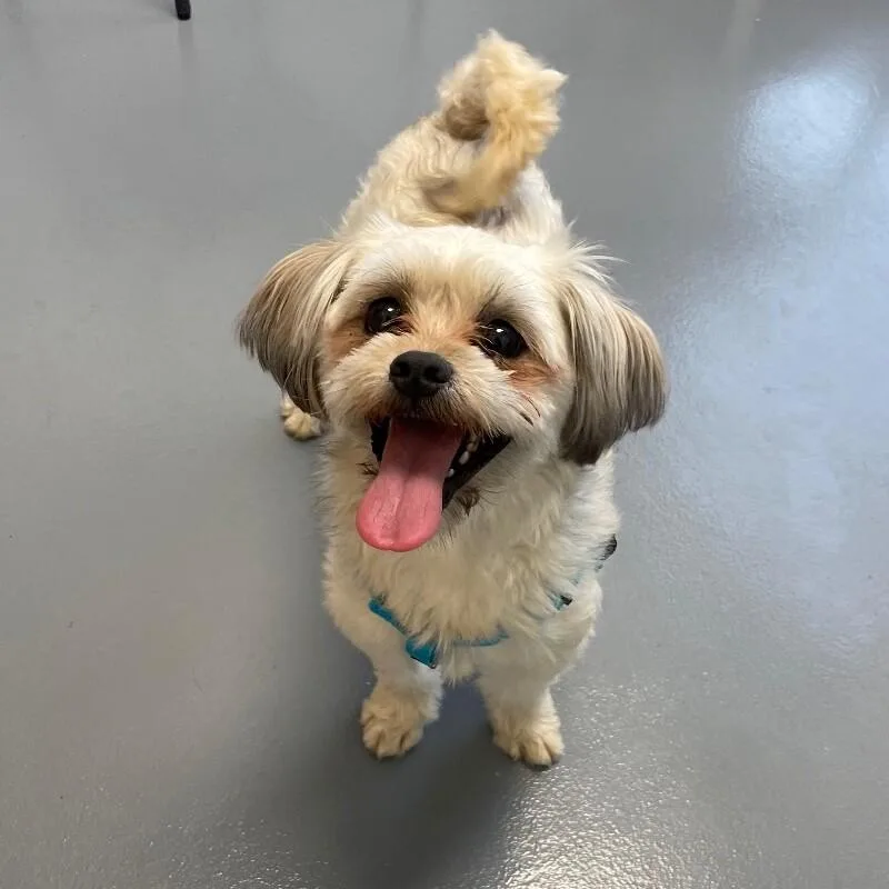 An adult small-sized male Shih Tzu dog named Winkie for adoption in Roanoke, VA