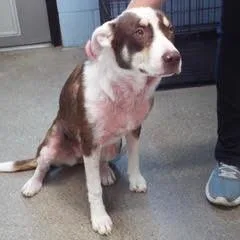 A baby medium-sized female Brown / Chocolate Mixed Breed dog named Ali for adoption in Green Valley, AZ