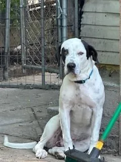 A young medium-sized male English Pointer dog named Dr Bob for adoption in Lake Wylie, SC