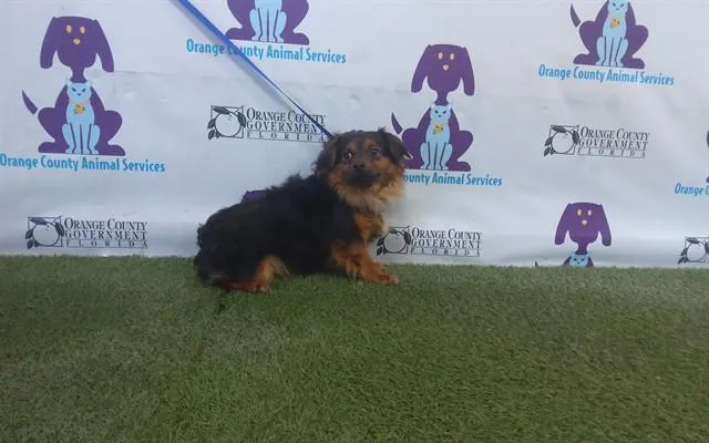 An adult small-sized male Chihuahua dog named Pintico for adoption in Orlando, FL