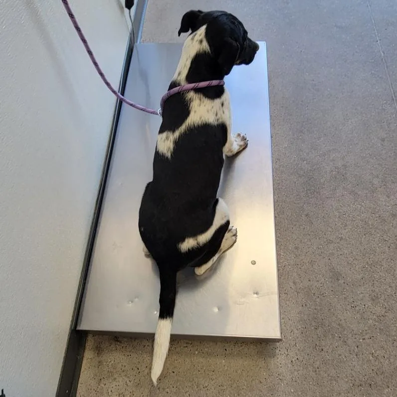 A baby medium-sized male Black Mixed Breed dog named 110615 for adoption in Las Cruces, NM
