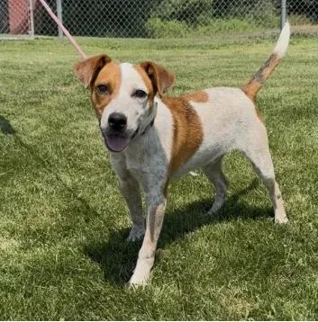A young medium-sized male Australian Cattle Dog / Blue Heeler dog named Frankie for adoption in Chillicothe, MO