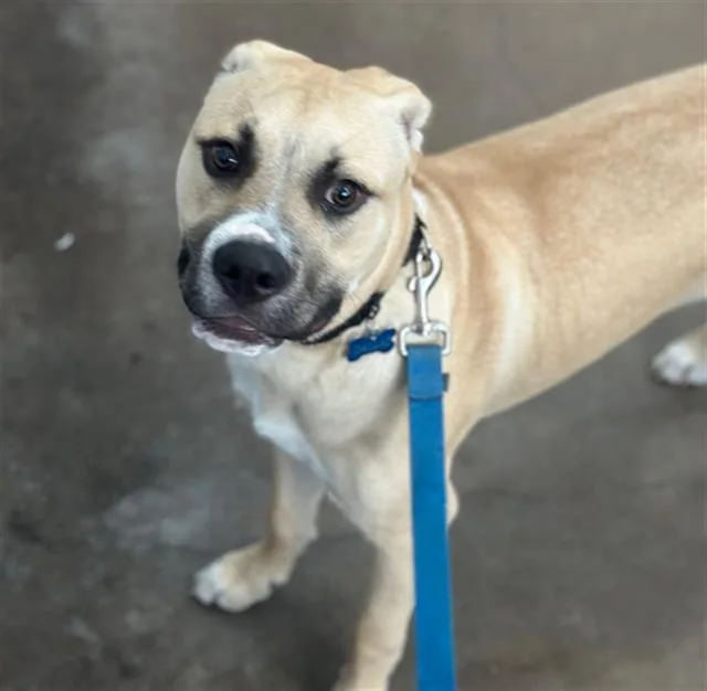A young medium-sized male Mixed Breed dog named Dallas for adoption in Dallas, TX
