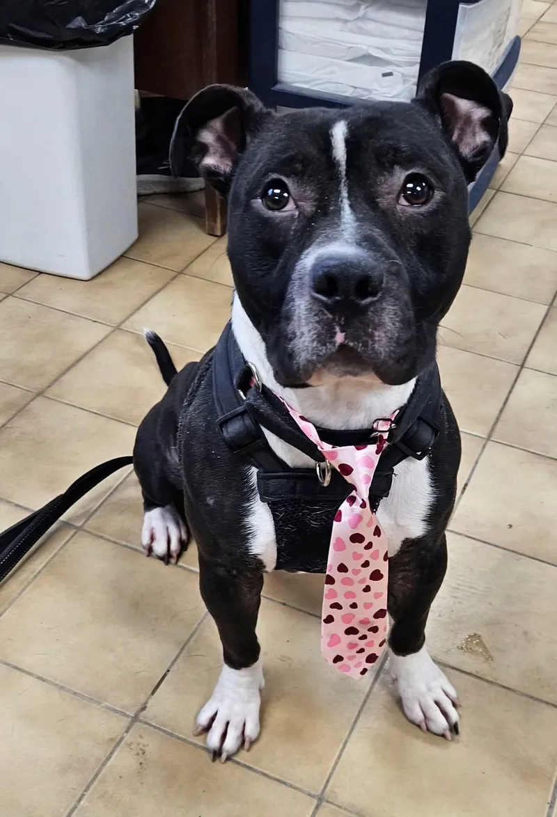 Archer Lawrence thumbnail 2