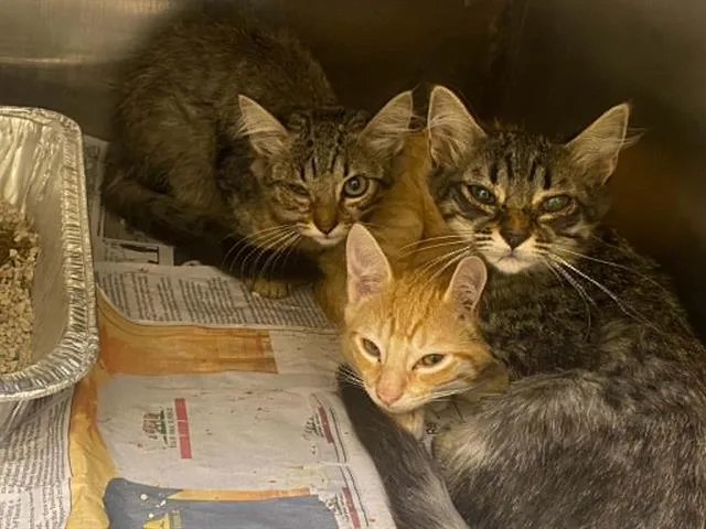 A baby small-sized female Domestic Short Hair cat named Allison for adoption in Tustin, CA