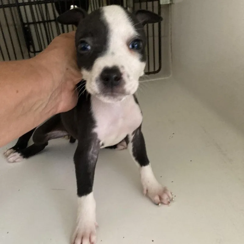 A baby small-sized female Black Pit Bull Terrier dog named BACStray_ for adoption in Beaumont, TX