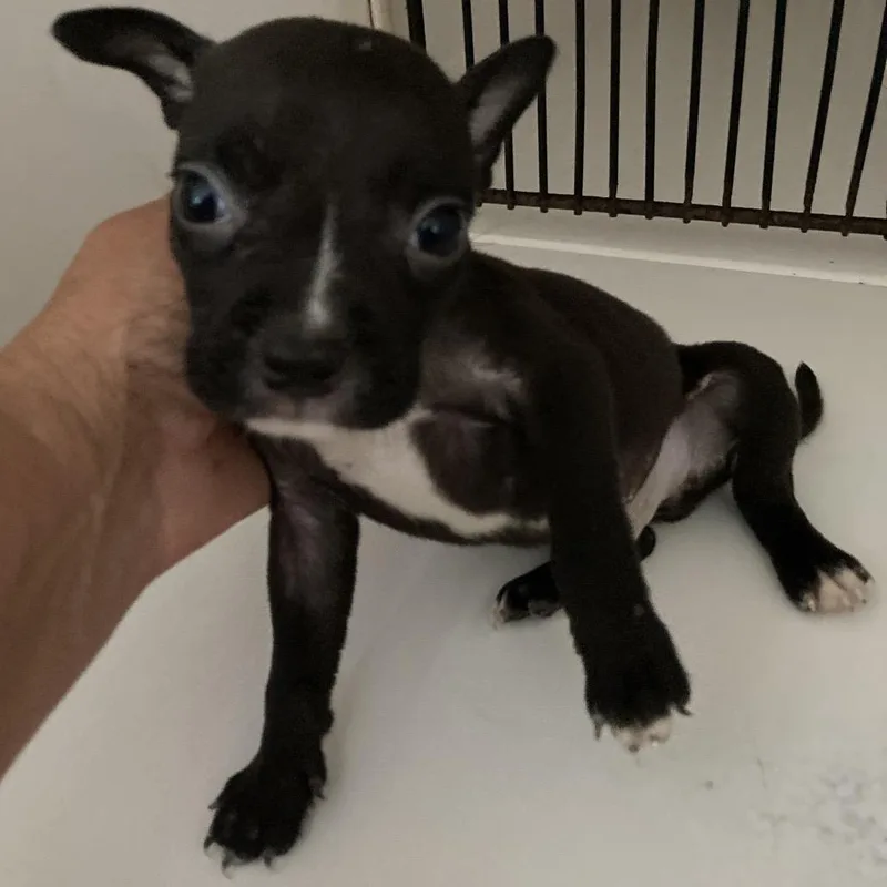 BACStray_ thumbnail 2
