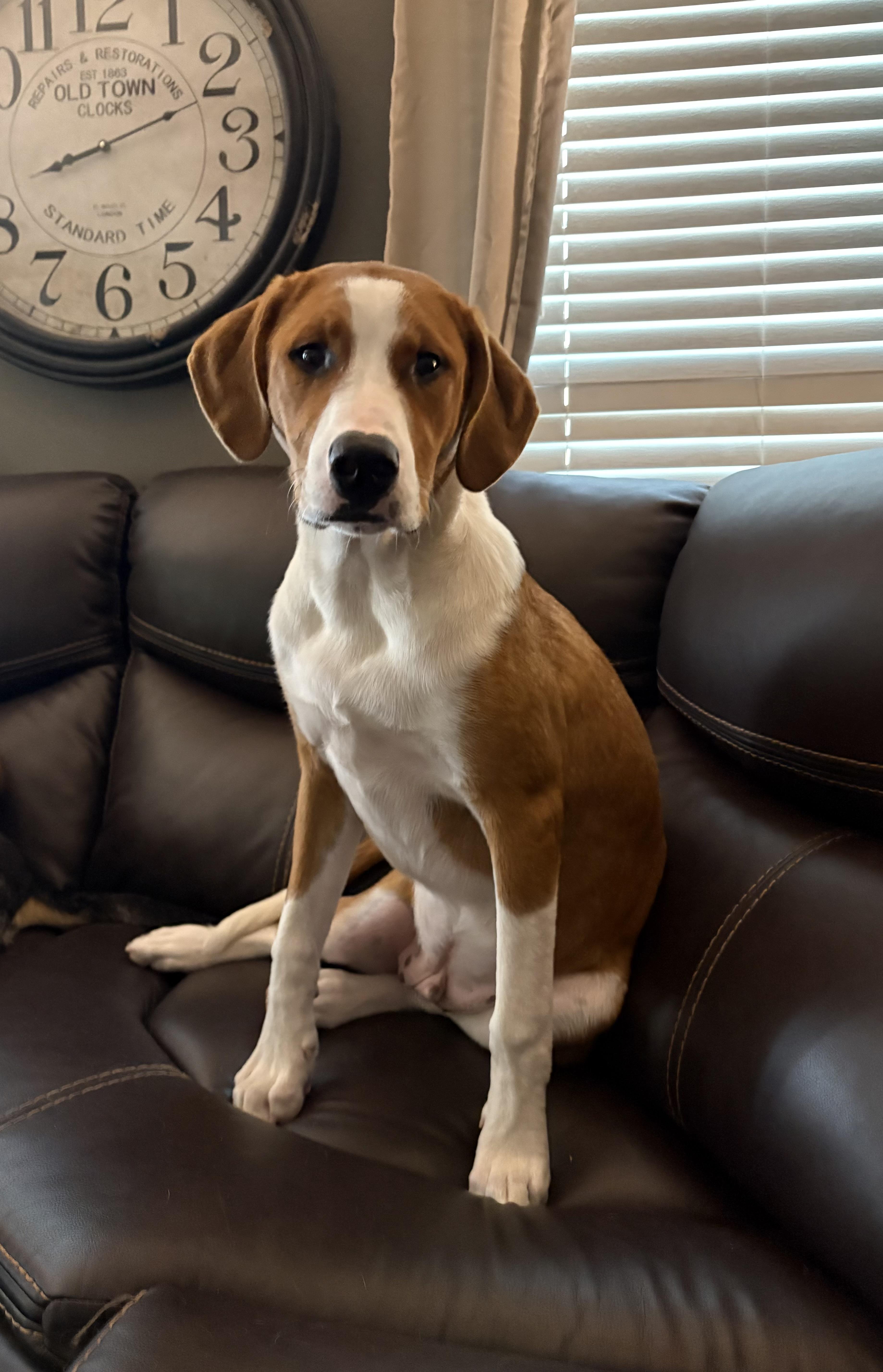 A baby large-sized male Mixed Breed dog named Brownie for adoption in Lexington, KY