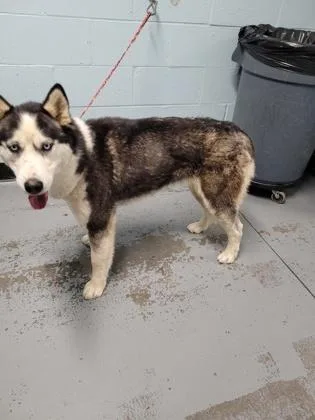 Persephone thumbnail 2