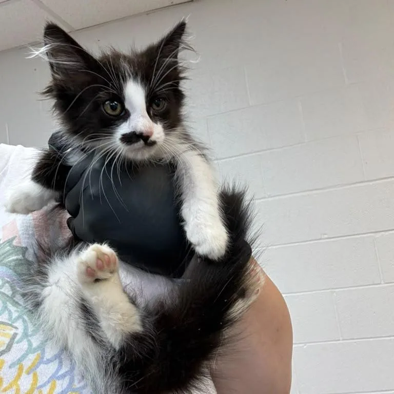 A baby small-sized male Black Domestic Medium Hair cat named Lazer McZoomface for adoption in Gadsden, AL