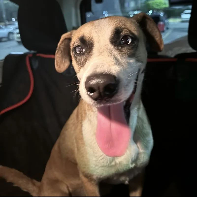 An adult medium-sized female Tricolor (Brown, Black, & White) Mixed Breed dog named Astrid for adoption in Bayamon, PR