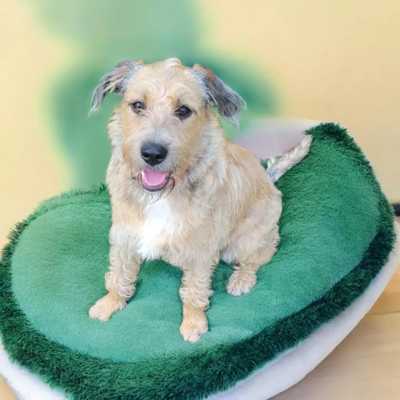 A young medium-sized female Apricot / Beige Goldendoodle dog named Sarah for adoption in Mobile , AL