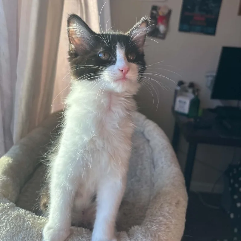 A baby small-sized female Black & White / Tuxedo Domestic Short Hair cat named Toasty for adoption in Antioch, CA