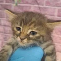 A baby small-sized female Black Domestic Short Hair cat named Betty Boop for adoption in Fort Collins, CO