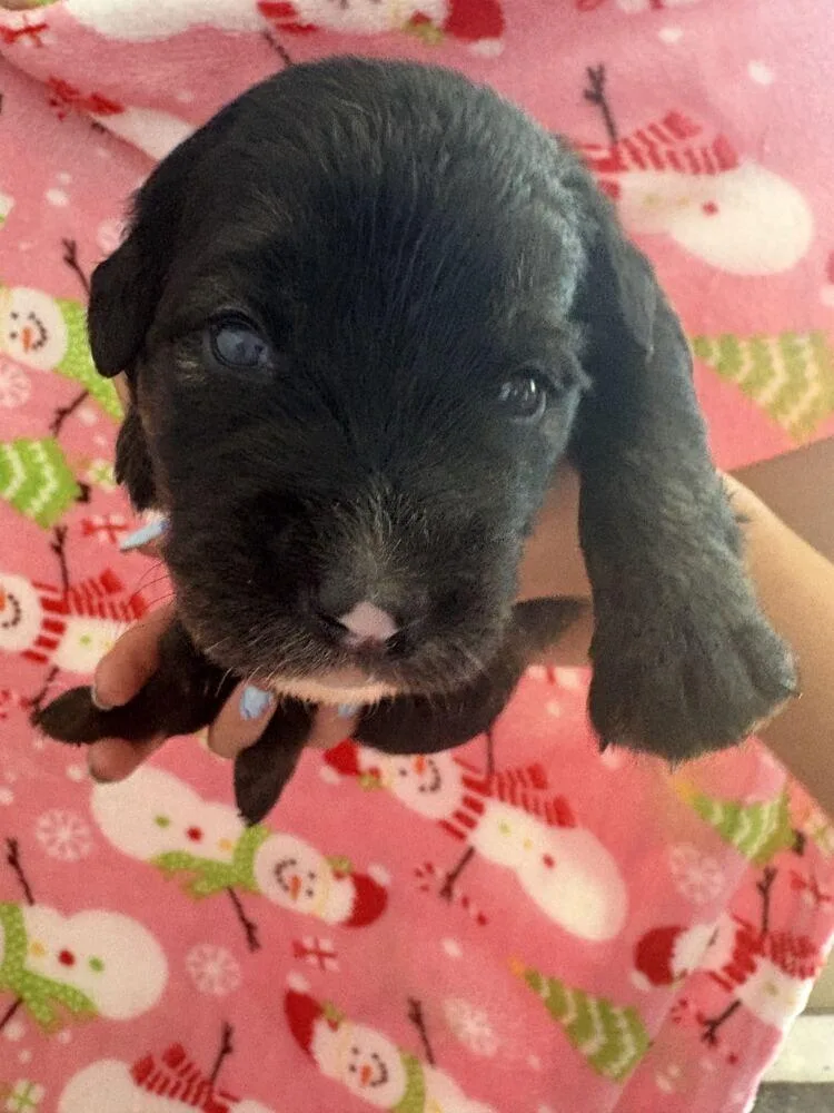 A baby small-sized female Tricolor (Brown, Black, & White) American Bulldog dog named Magic Kingdom Gavi for adoption in Lakeland, FL