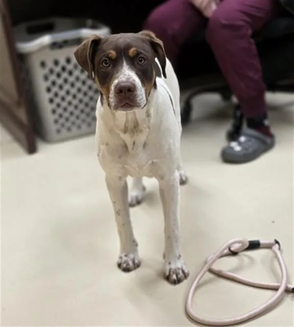 A young medium-sized male Pointer dog named Roo for adoption in Aliquippa, PA