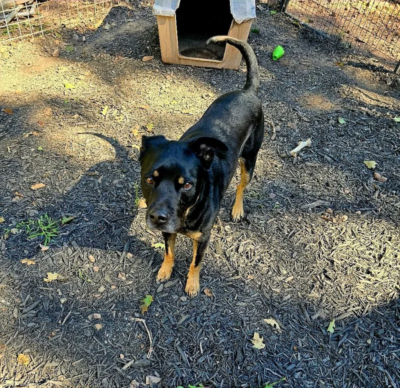 An adult medium-sized male Black Doberman Pinscher dog named King for adoption in Magnolia, TX